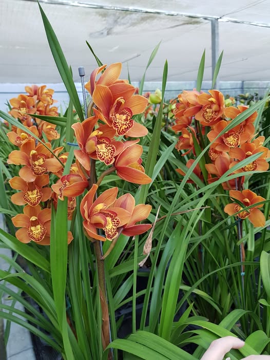 Orange Cymbidium Flower Seeds – Heirloom, Non-GMO, High Germination Seeds