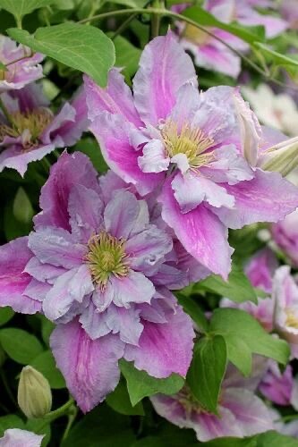 Semillas de Flores Cleome Rosadas para Sembrar – Semillas Herencia No Modificadas Genéticamente de Alta Germinación