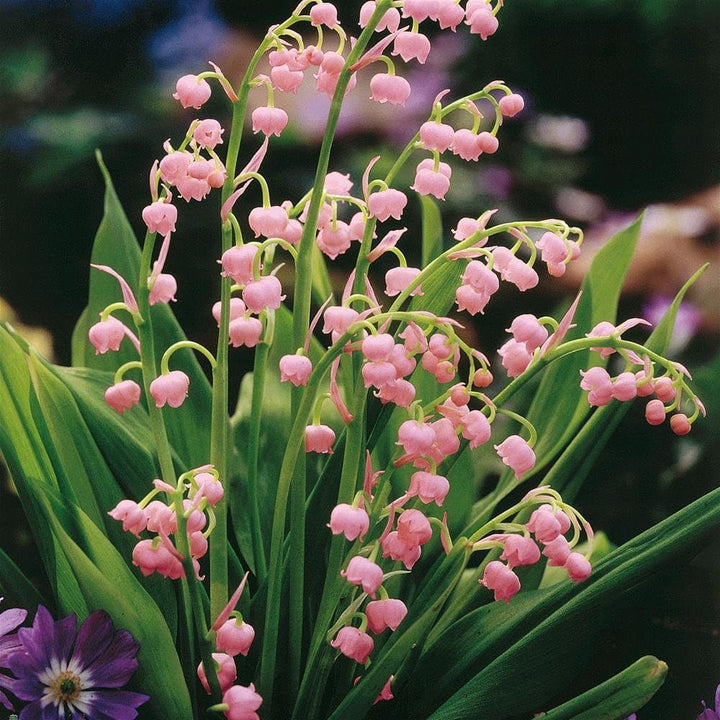Lily of the Valley Flower Seeds – Seeds for Planting, Heirloom, Non-GMO, High Germination Organic Garden Seeds