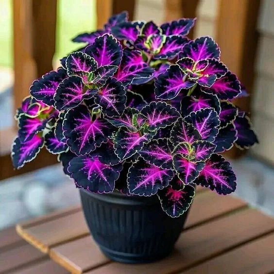 Purple Black Caladium Seeds – Heirloom, Non-GMO, High Germination Organic Garden Seeds, Seeds for Planting