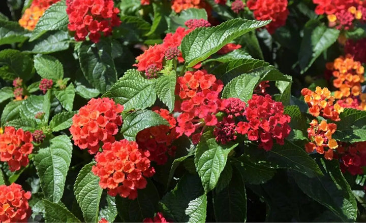 Lantana Flower Seeds Red – Heirloom, Non-GMO, High Germination Seeds