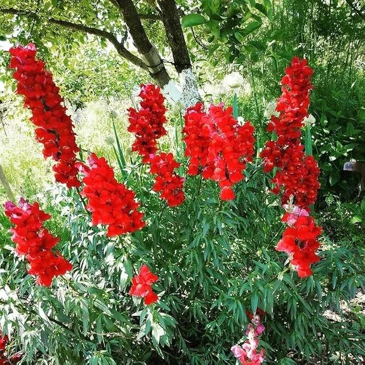 Semillas de Flores Delphinium Rojas – Semillas Heirloom No Modificadas Genéticamente de Alta Germinación