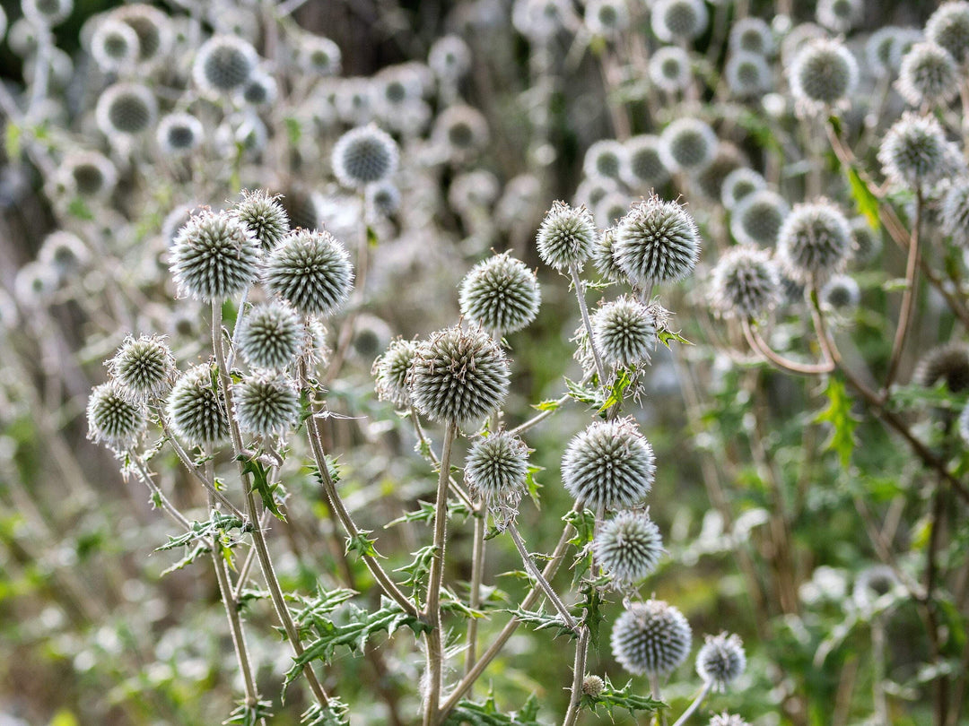 Echinops Flower Seeds – Heirloom Non-GMO High Germination Organic Garden Seeds