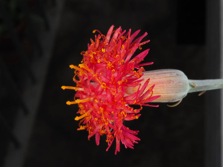 Kleinia Flower Seeds Red – Heirloom, Non-GMO, High Germination Seeds for Planting