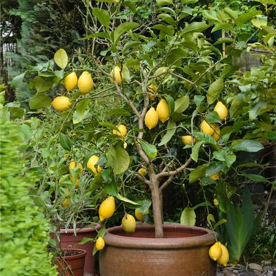 Eureka Lemon Seeds – Heirloom, Non-GMO, High Germination Organic Garden Seeds