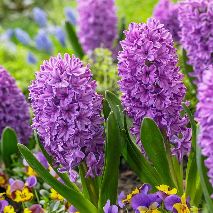 Purple Hyacinth Flower Seeds – Heirloom, Non-GMO, High Germination Seeds
