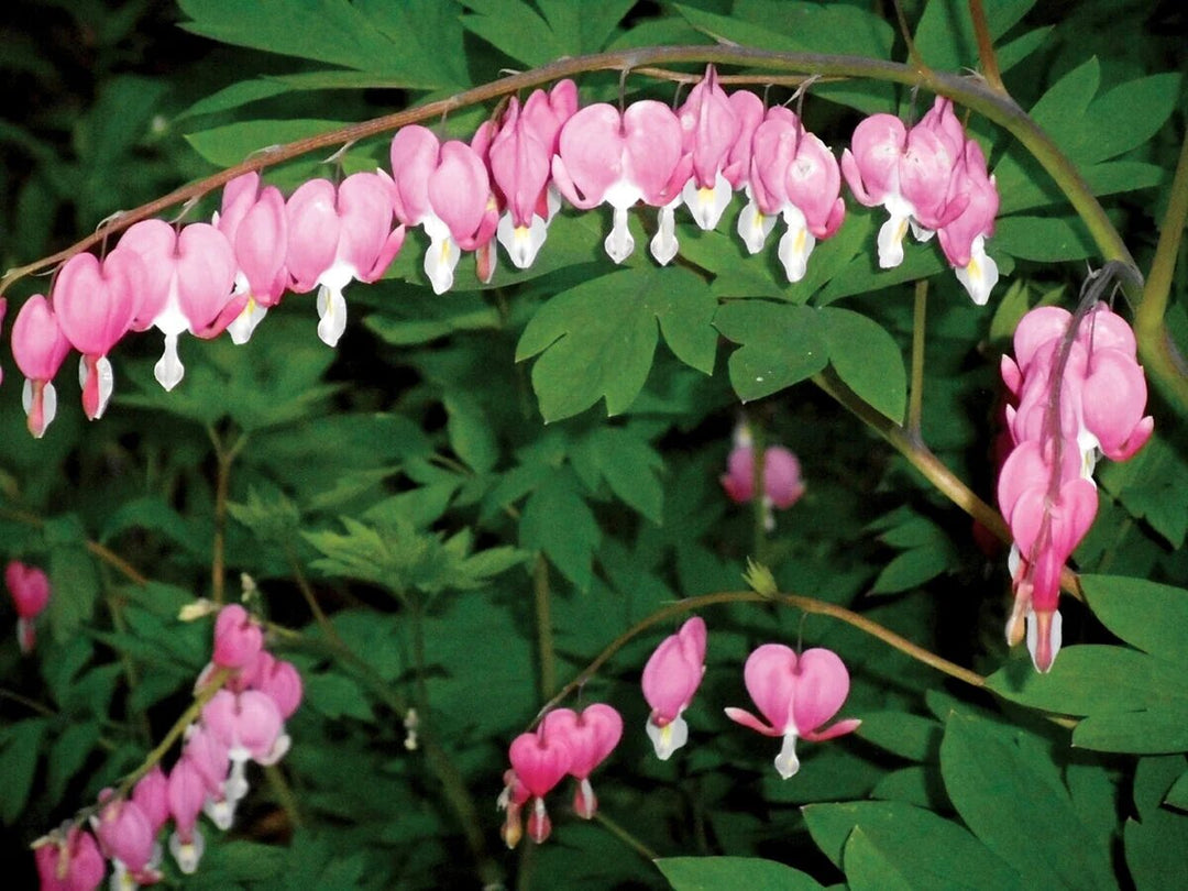 Pink Dicentra Spectabilis Flower Seeds – Heirloom, Non-GMO, High Germination
