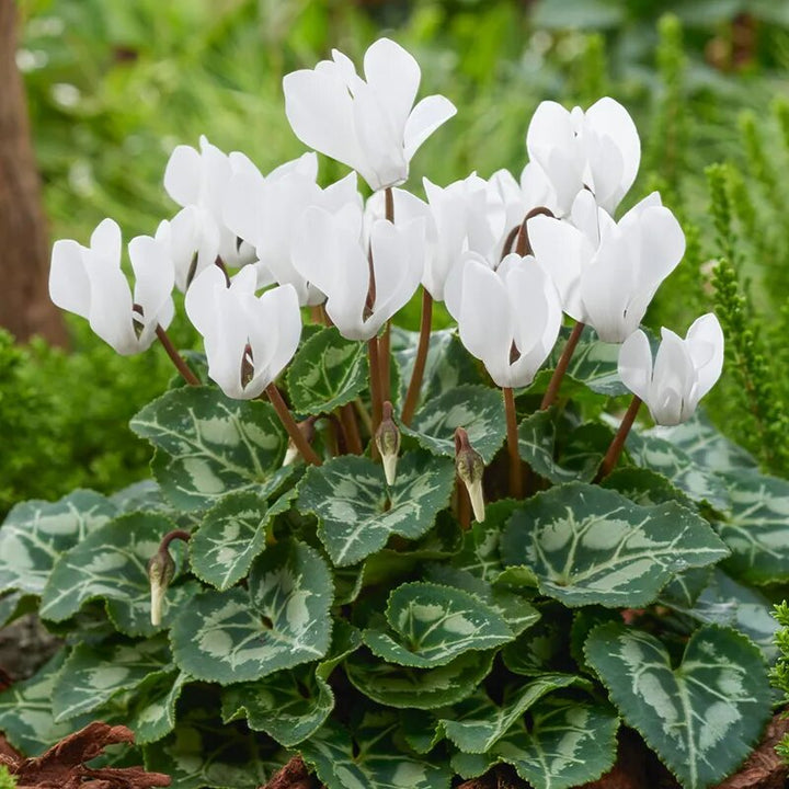 White Cyclamen Flower Seeds for Planting – Heirloom Non-GMO High Germination Seeds