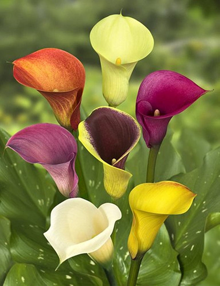 Calla Lilly Flower Seeds Mixed – Heirloom, Non-GMO, High Germination, Organic Garden Seeds