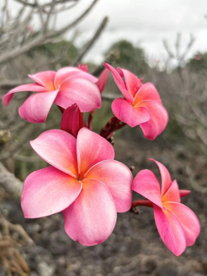 Freesia Flower Seeds Pink – Heirloom Non-GMO High Germination Organic Garden Seeds