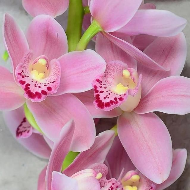 Pink Cymbidium Flower Seeds for Planting – Heirloom Non-GMO High Germination Seeds