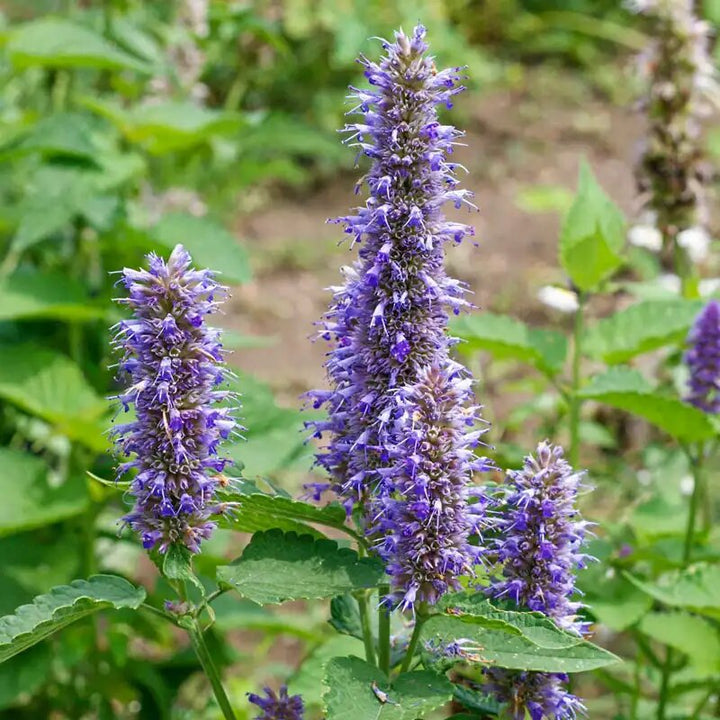 Hyssop Flower Seeds Purple Heirloom Non-GMO High Germination Organic Garden Seeds for Planting