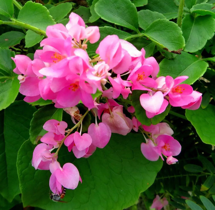 Antigonon Flower Seeds Pink for Planting – Heirloom Non-GMO High Germination Organic Seeds
