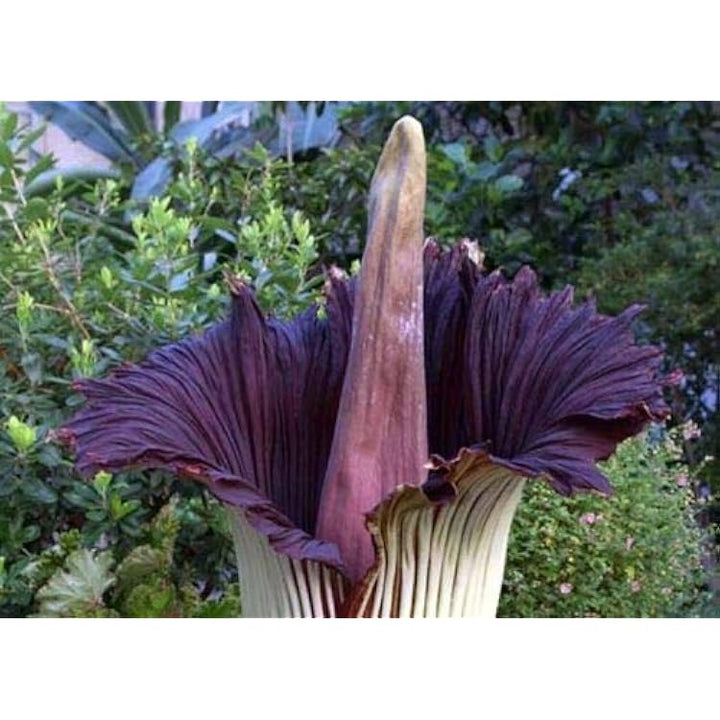 Corpse Flower Seeds Dark Purple for Planting Heirloom Non-GMO High Germination Organic Garden Seeds