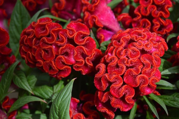 Red Celosia Flower Seeds for Planting – Heirloom Non-GMO High Germination Seeds