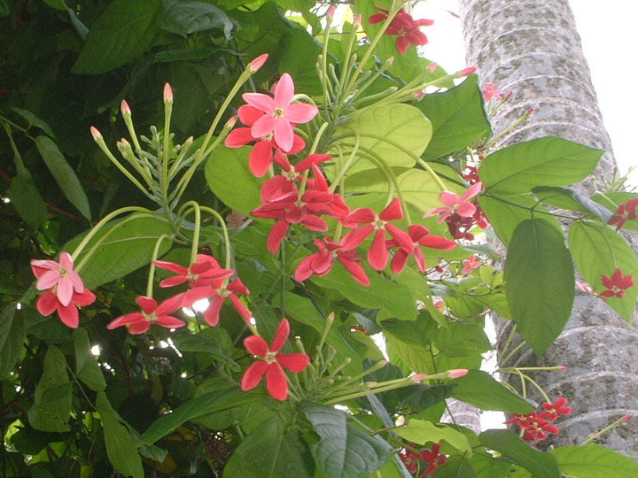 Red Combretum indicum Flower Seeds for Planting – Heirloom Non-GMO High Germination