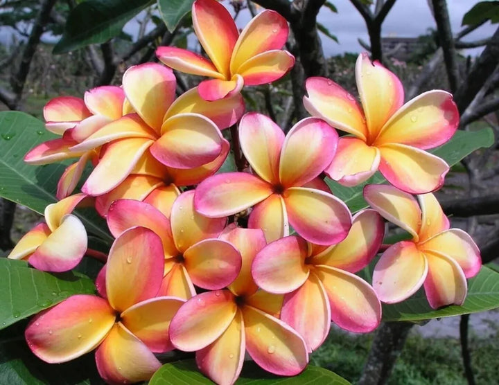 Giant Plumeria Flower Seeds Pink Yellow Heirloom Non-GMO High Germination Organic Garden Seeds for Planting