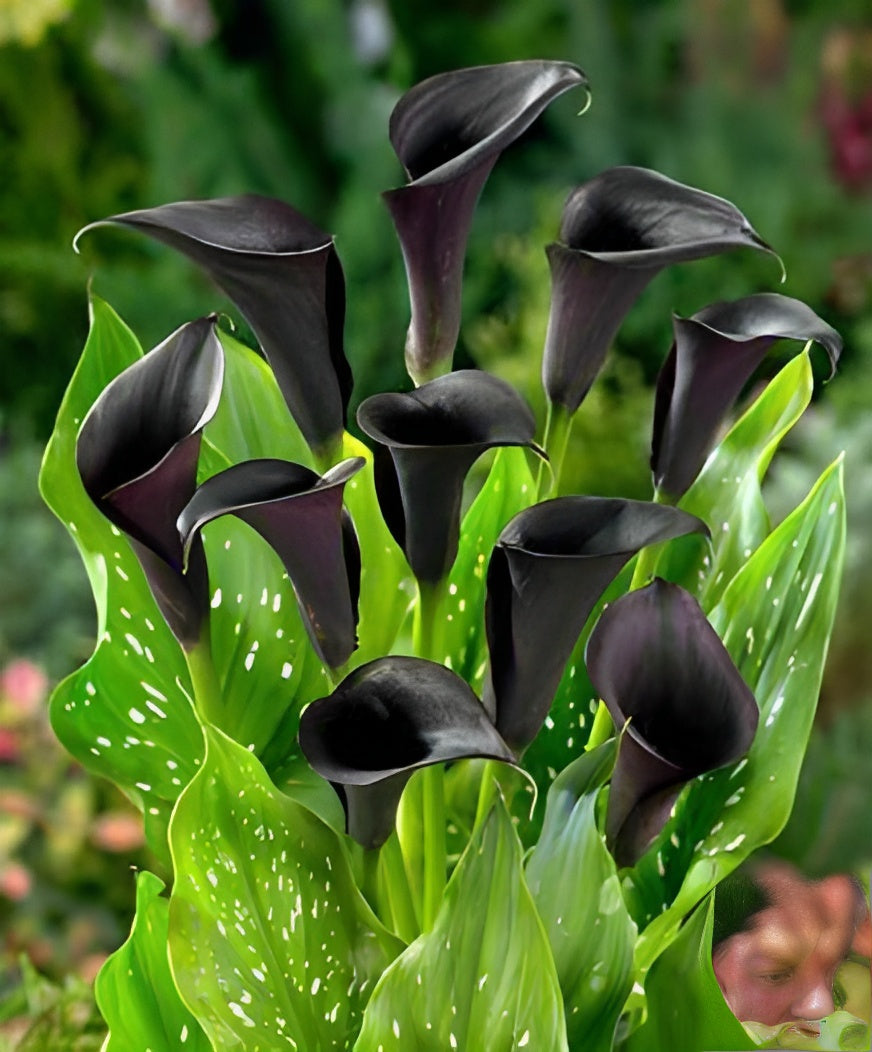Calla Lily Flower Seeds Black – Heirloom, Non-GMO, High Germination, Organic Garden Seeds