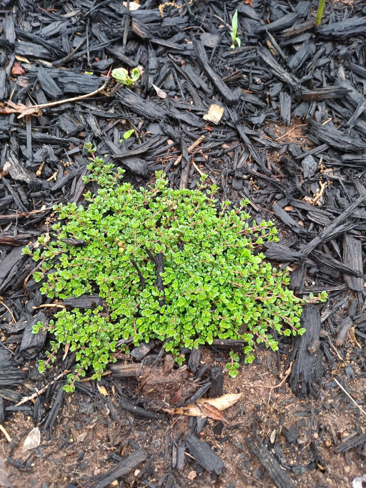 Green Creeping Thyme Flower Seeds for Planting – Heirloom Non-GMO High Germination