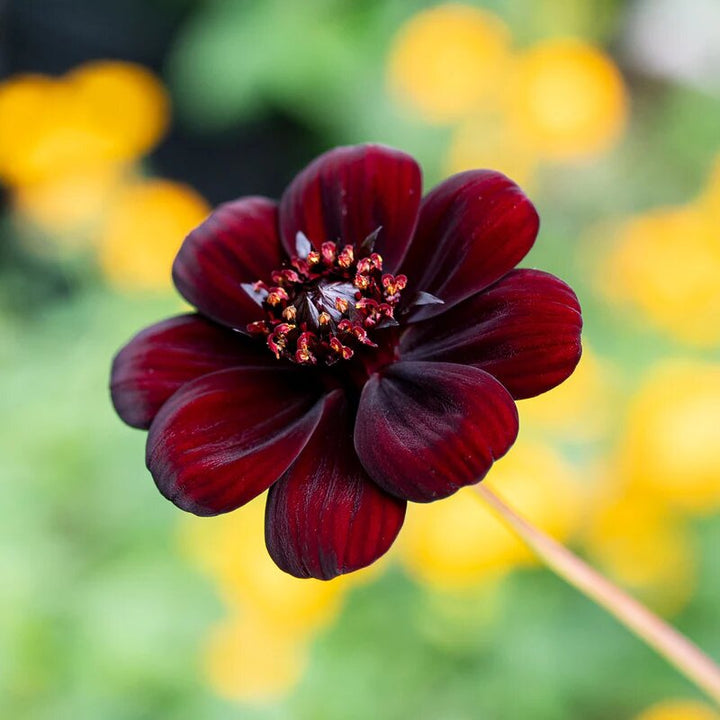 Cosmos Flower Seeds Maroon – Heirloom Non-GMO High Germination Seeds