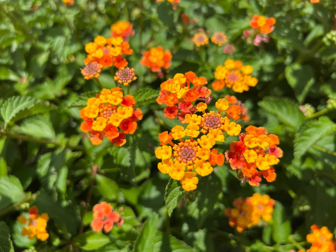 Lantana Flower Seeds Orange – Heirloom, Non-GMO, High Germination Seeds