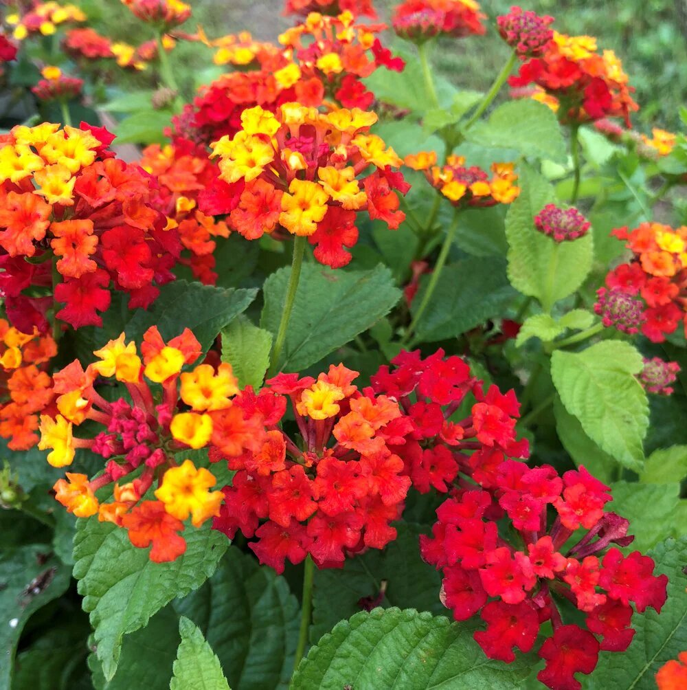 Red Yellow Lantana Flower Seeds – Heirloom, Non-GMO, High Germination Seeds