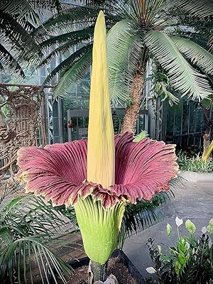Corpse Amorphophallus Flower Seeds for Planting – Heirloom Non-GMO High Germination
