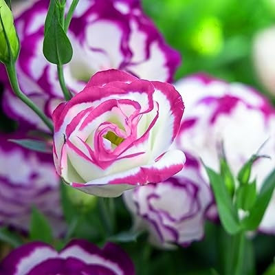 Rosa Weiße Lisianthus Blumensamen – Historisch, gentechnikfrei, keimstarke Samen