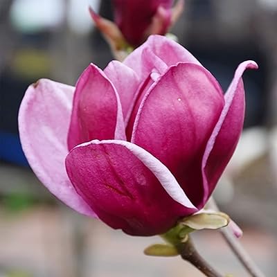 Magnolia Flower Seeds Pink – Heirloom, Non-GMO, High Germination Seeds