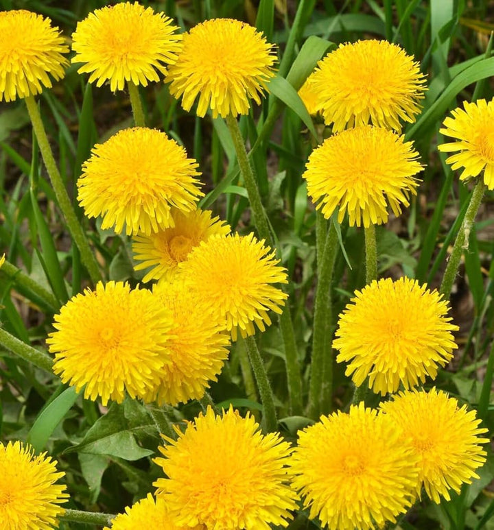 Perennial Dandelion Flower Seeds Yellow – Heirloom, Non-GMO, High Germination Organic Garden Seeds for Planting