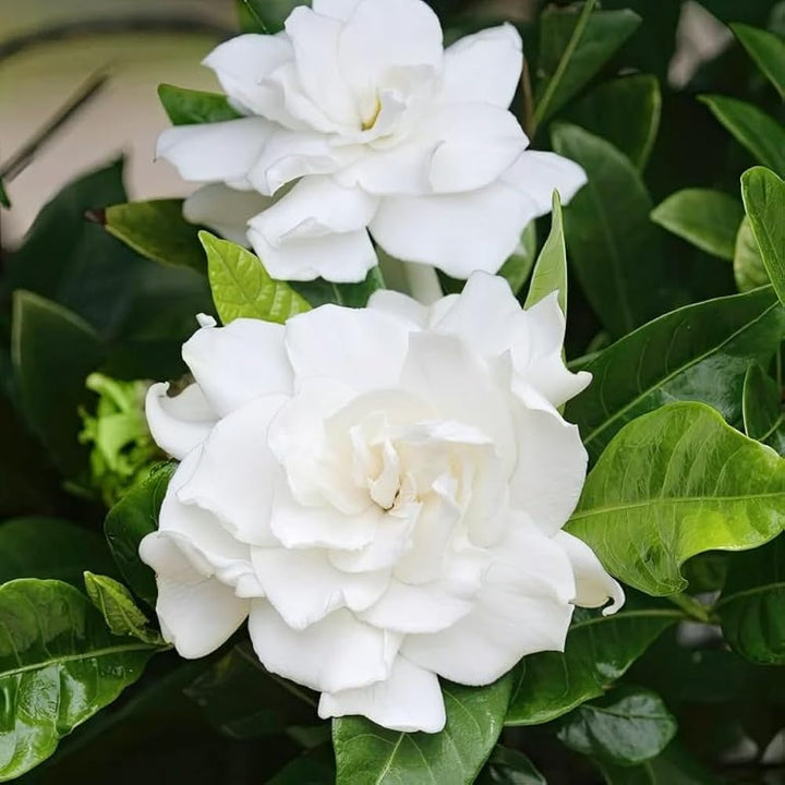 Gardenia Flower Seeds White – Heirloom, Non-GMO, High Germination Organic Seeds