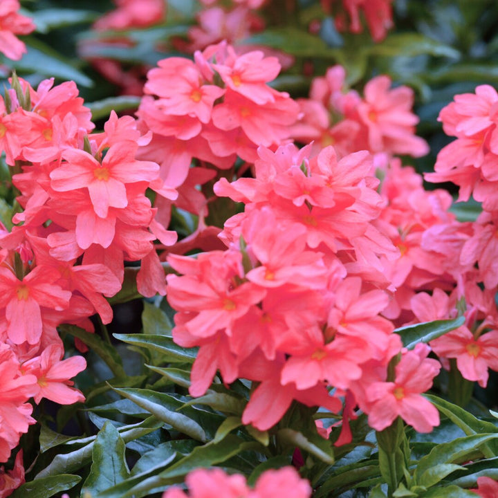 Semillas de flores de crossandra rosa para plantar – Semillas reliquia no transgénicas de alta germinación