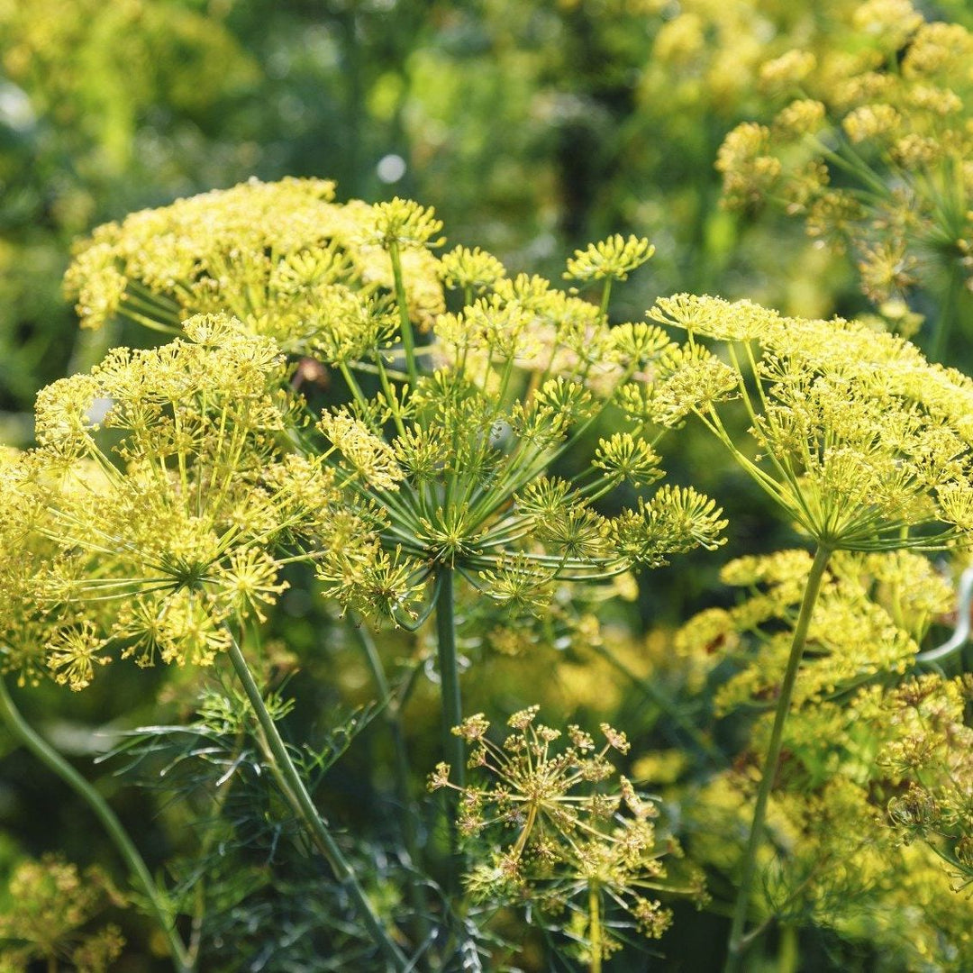 Yellow Dill Flower Seeds for Planting – Heirloom, Non-GMO, High Germination