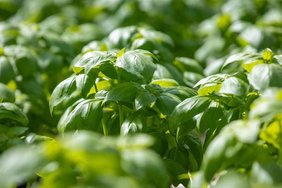Basil Organic Seeds for Planting – Heirloom Non-GMO, High Germination Organic Garden Seeds