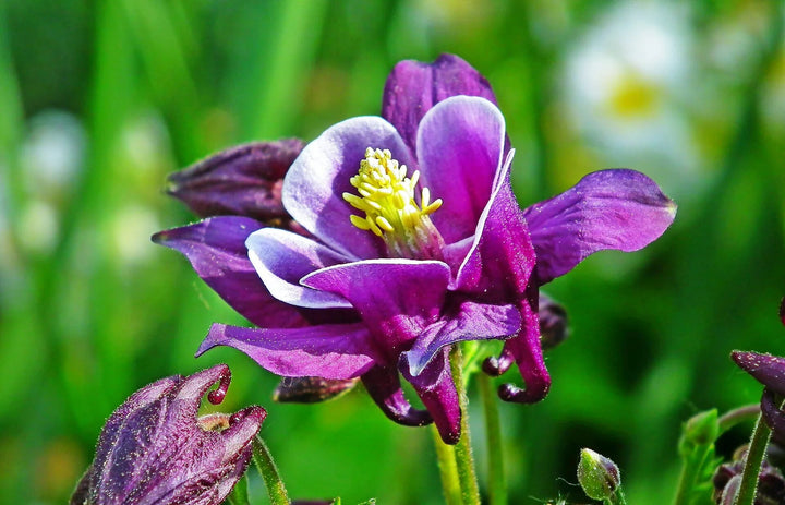 Semillas de aguileña morado oscuro – de herencia, no transgénicas, de alta germinación