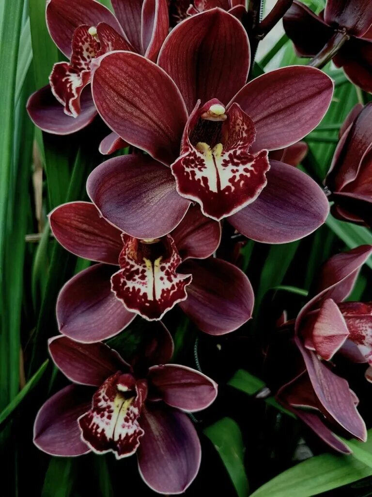 Brown Cymbidium Flower Seeds – Heirloom, Non-GMO, High Germination Seeds