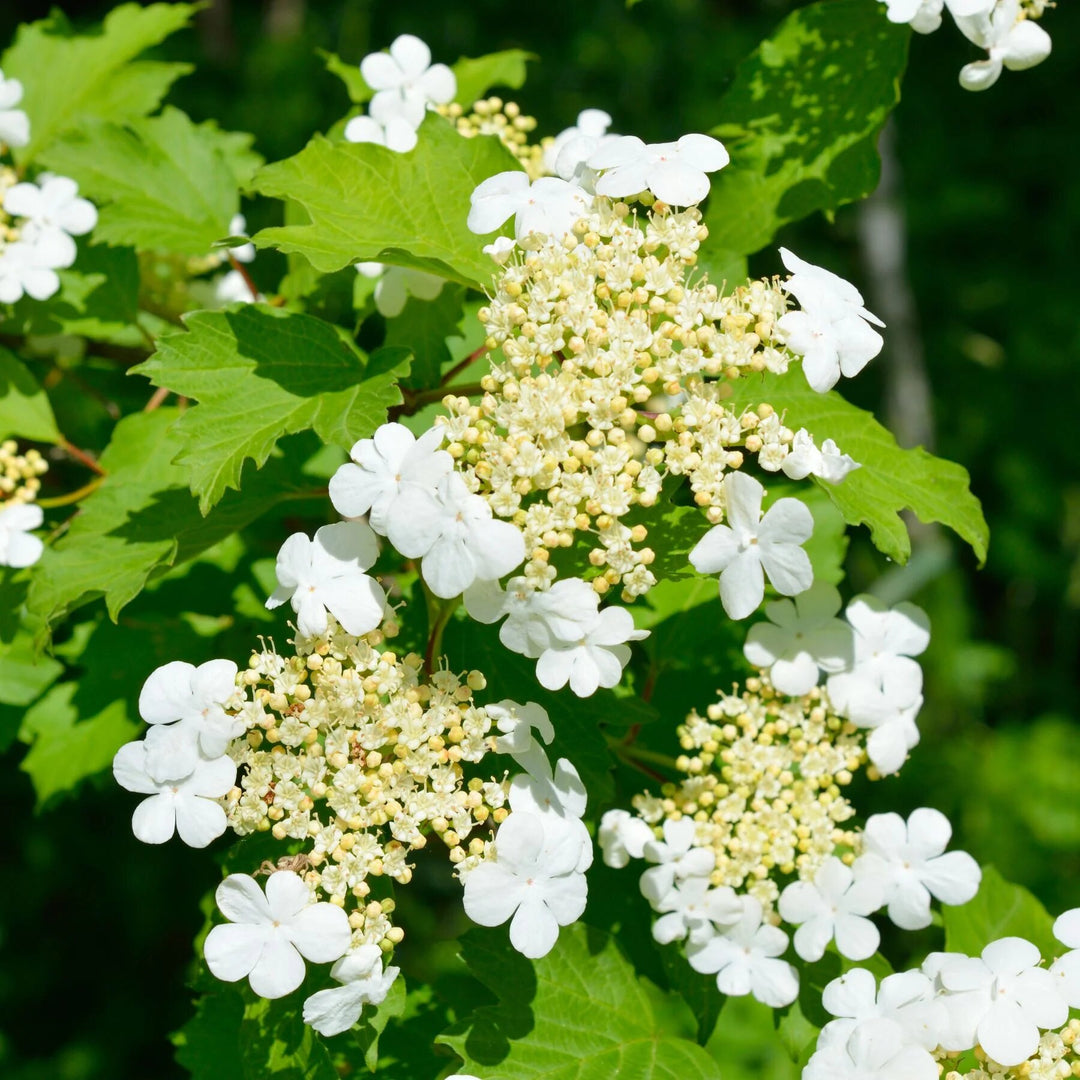 Guelder Rose Flower Seeds for Planting – Heirloom Non-GMO High Germination Seeds