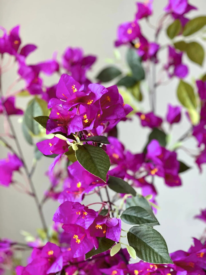 Purple Bougainvillea Flower Seeds – Heirloom, Non-GMO, High Germination, Organic Garden Seeds