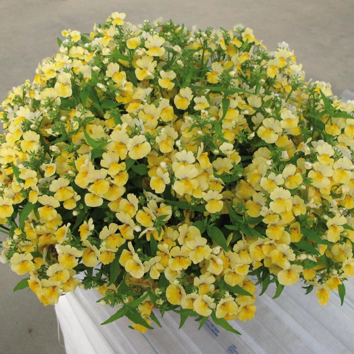 Nemesia Flower Seeds Yellow – Heirloom, Non-GMO, High Germination Seeds