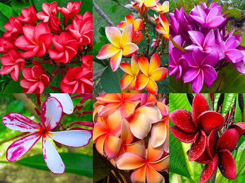 Frangipani Flower Seeds Mixed – Heirloom Non-GMO High Germination Organic Seeds