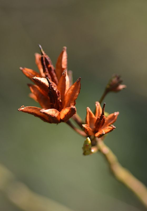 Brown Azalea Flower Seeds for Planting – Heirloom Non-GMO High Germination Organic Seeds