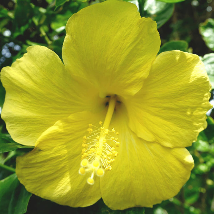 Hibiscus Flower Seeds Yellow – Heirloom Non-GMO High Germination