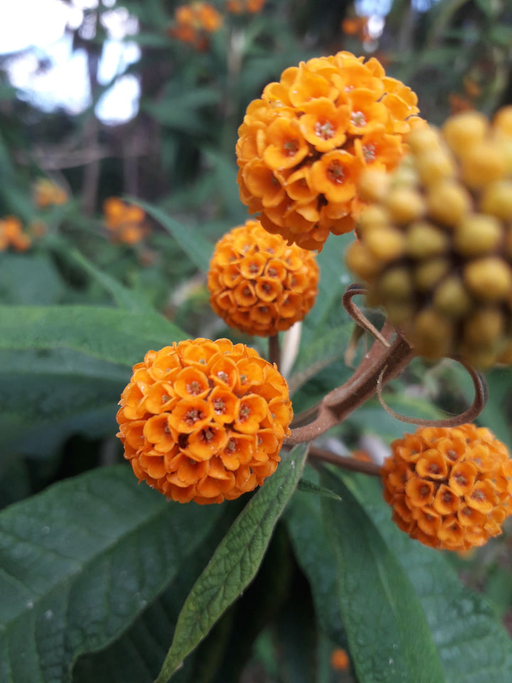 Orange Globosa Flower Seeds – Heirloom, Non-GMO, High Germination Seeds