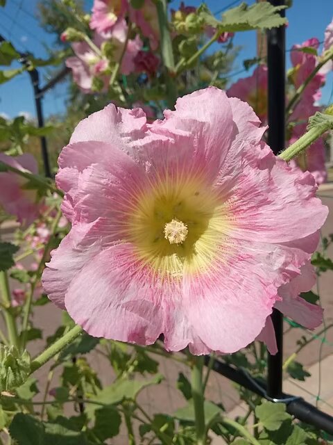 Light Pink Hollyhock Flower Seeds – Heirloom, Non-GMO, High Germination Seeds