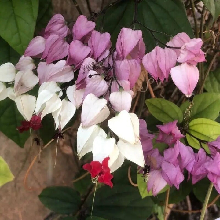 Clerodendrum Thomsoniae Flower Seeds for Planting – Heirloom Non-GMO High Germination