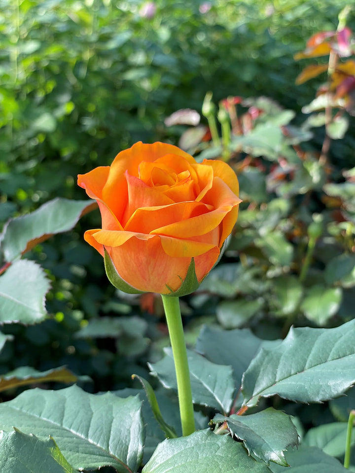 Orange Rose Flower Seeds – Heirloom, Non-GMO, High Germination Seeds