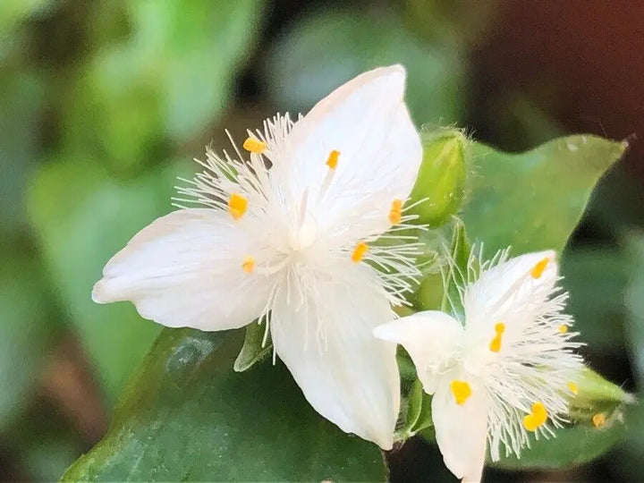 Weiße Tradescantia Fluminensis Blumensamen – Heirloom, gentechnikfrei, keimstark, biologische Samen