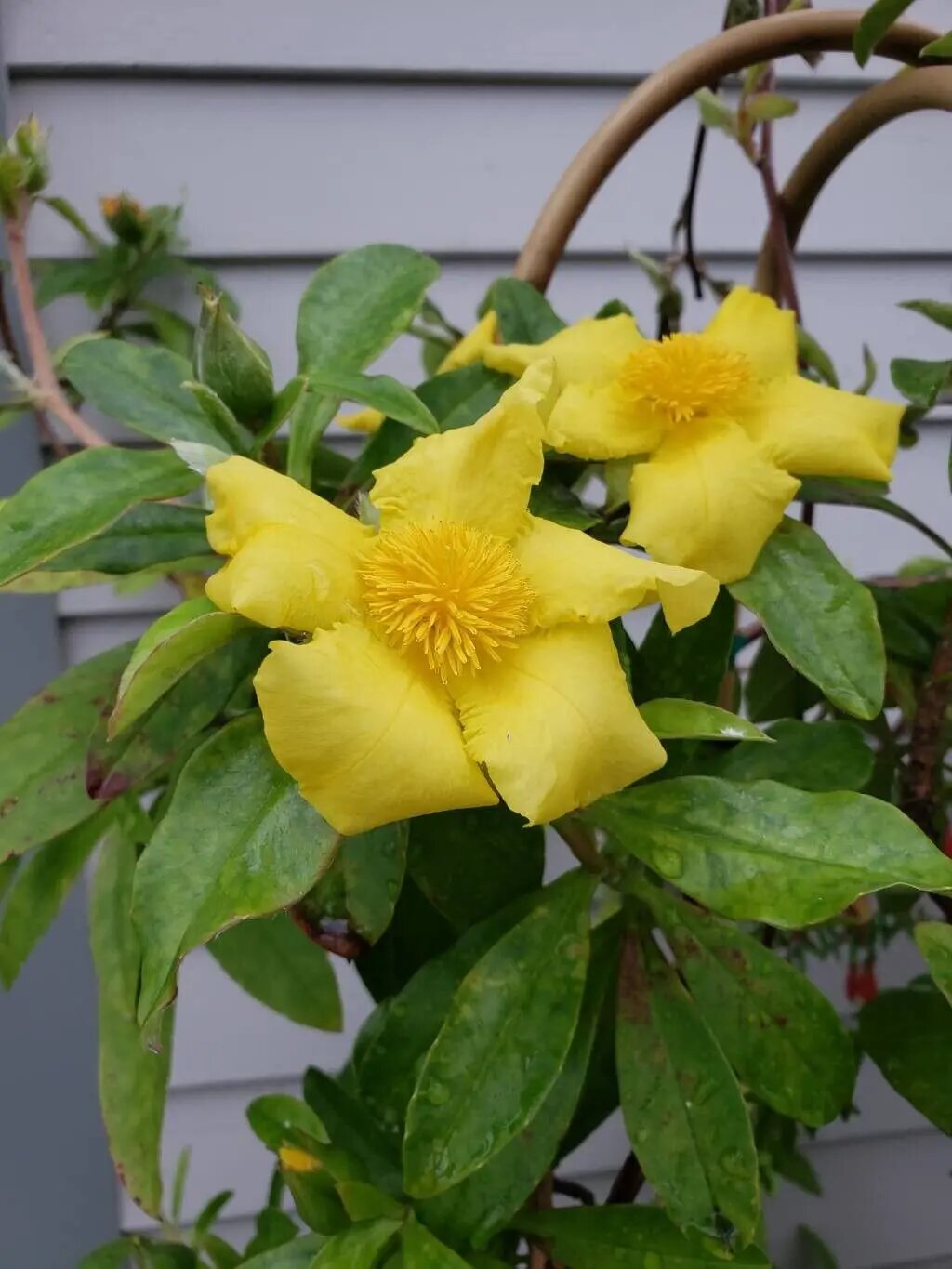 Yellow Cobaea Scandens Flower Seeds for Planting Heirloom Non-GMO High Germination Organic Garden Seeds