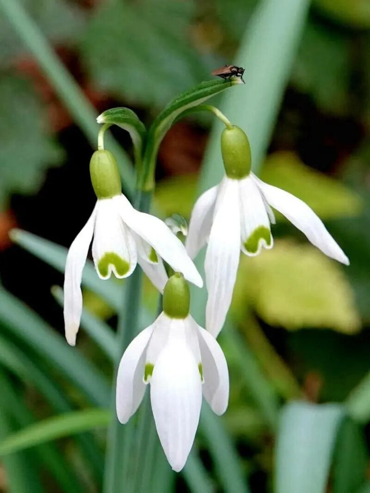 Fresh Galanthus Nivalis Flower Seeds – Heirloom, Non-GMO, High Germination Organic