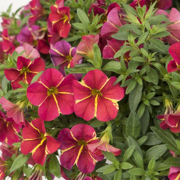 Calibrachoa Flower Seeds Red Yellow – Heirloom, Non-GMO, High Germination Seeds